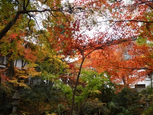 Must-See foliage spots in Kagawa county. (Part.4)