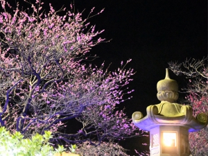 The Plum Trees in Koubaitei on Feb. 8