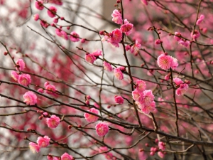 The Plum Trees in Koubaitei on Feb. 8