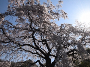 Famous spots of sakura blossom viewing ①