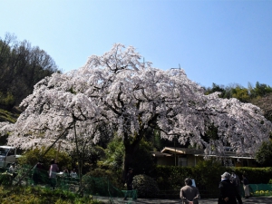 Famous spots of sakura blossom viewing ①