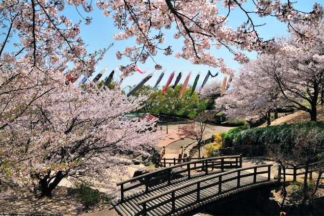 Famous cherry blossom spots - 4