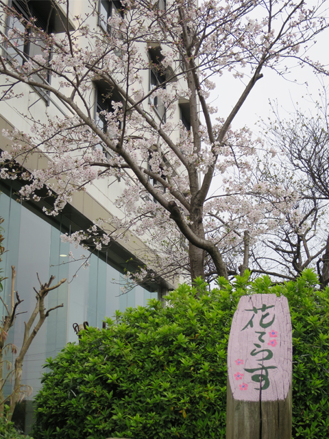 Famous spots of sakura blossom viewing ③