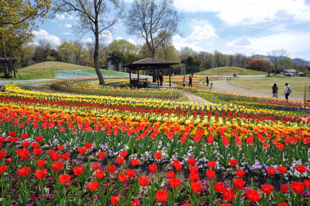 Sanuki Manno Park - Spring Romance Festival