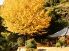 Best foliage spots of Kagawa county!