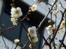 White Plum blossom is in full blooming this WEEK!