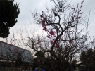 The Plum Tree in the Koubaitei garden is blooming!!