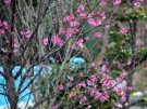 The Plum Trees in Koubaitei on Feb. 2nd.