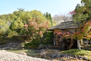 香川用水記念公園紅葉開始囉!