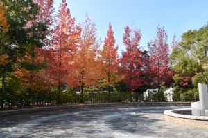 香川用水記念公園紅葉開始囉!
