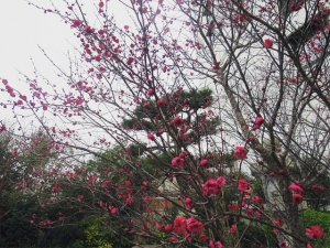 本館中庭梅花正值觀賞時期哦！