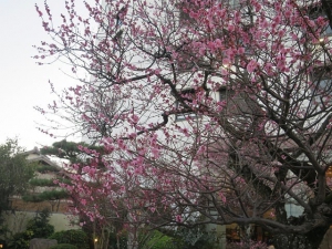 本館中庭白梅花已經開花囉!!!