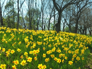 現在去滿濃公園，正是時候！！