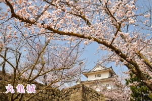 🌸香川縣西讃地區的賞櫻景點🌸