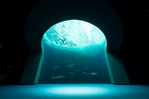 ＼週末限定特賣（最高30％折扣）×外出情報／四國水族館×紅梅亭共創初夏回憶♪
