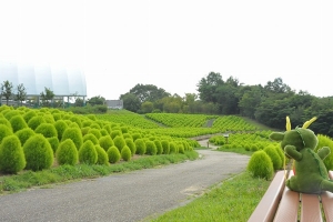 【國營讚岐滿濃公園】「夏季的掃帚草」正值最佳觀賞時期♪涼爽的萊姆綠色丘陵