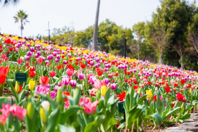 🌷【雷歐瑪度假村】春光明媚！七萬株的鬱金香裝飾著的「鬱金香祭」正式開幕🌷