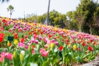 🌷【雷歐瑪度假村】春光明媚！七萬株的鬱金香裝飾著的「鬱…