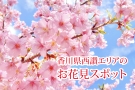 🌸香川縣西讃地區的賞櫻景點🌸