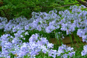 梅雨の時期は「四国村」で四季折々の花