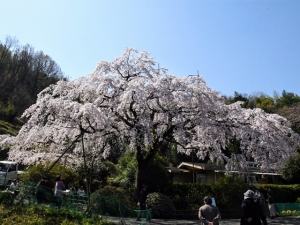 【綾川町西分】堀池のしだれ桜が見頃♪