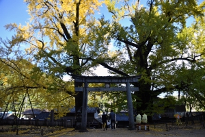 【香川の紅葉スポット】岩部八幡神社★樹齢700年、400年超の2本の大銀杏が間もなく見頃♪