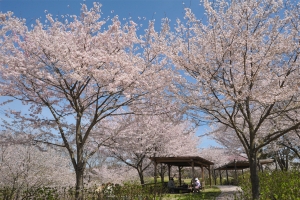 【国営讃岐まんのう公園】春らんまんフェスタ 開催中！※4月6日（土）空室あります