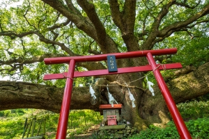 【天空の花畑】三豊市・志々島★季節の花々のフラワーリレーが楽しめる！GW・土日は増便！