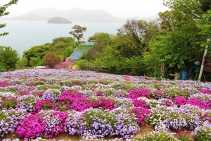 【天空の花畑】三豊市・志々島★季節の花々のフラワーリレーが楽しめる！GW・土日は増便！