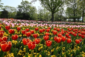 【GWは花絶景へ！】紅梅亭から約20分🌸まんのう公園で春の花々を満喫♪