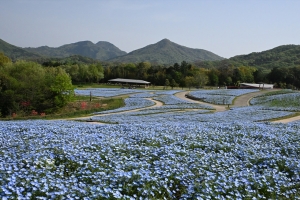 【GWは花絶景へ！】紅梅亭から約20分🌸まんのう公園で春の花々を満喫♪