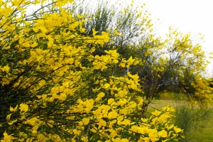初夏のまんのう公園で季節の花めぐりを楽しんだあとは…紅梅亭で癒しの温泉旅を