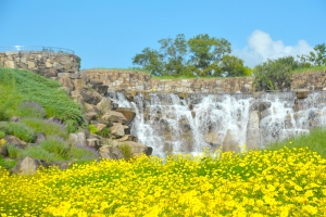 【9/27（土）空室あり】まんのう公園🌼秋のコスモス散歩と温泉旅♨️