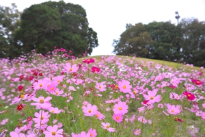 【コキア紅葉×コスモスの絶景】まんのう公園「秋！色どりフェスタ2025」開催中🍁🌸 10月週末 空室あります。
