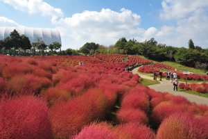 【コキア紅葉×コスモスの絶景】まんのう公園「秋！色どりフェスタ2025」開催中🍁🌸 10月週末 空室あります。