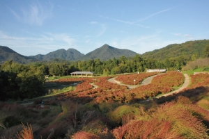 【秋の彩り旅】まんのう公園でコスモス＆コキア満喫♪紅梅亭から車で約20分🚗　10月18日・25日空室あります。