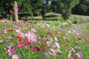【秋の彩り旅】まんのう公園でコスモス＆コキア満喫♪紅梅亭から車で約20分🚗　10月18日・25日空室あります。