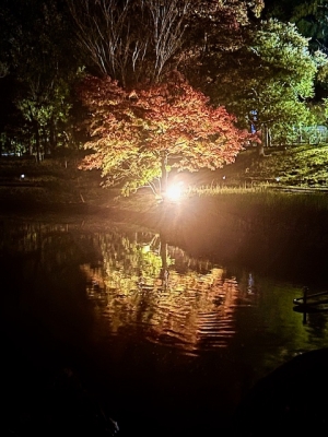 【香川用水記念公園】秋の紅葉ライトアップ✨幻想的な秋夜散歩へ
