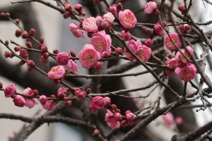 春の訪れをひと足早く🌸梅香る庭園と温泉時間【1月24日（土）空室あり】