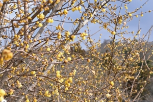 【観光情報】春を先取り🌸国営讃岐まんのう公園「早春フェスタ」開催中