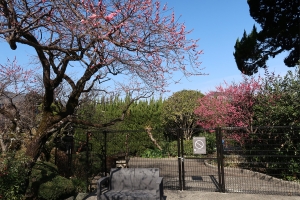 【紅梅亭】花てらす庭園の梅が5分咲き♪ 早春の香りに包まれて