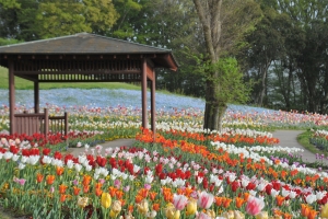【3/14〜春らんまんフェスタ】45万本のネモフィラやチューリップが彩る!まんのう公園で春散歩