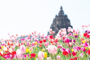 春ドライブはレオマリゾートへ🚗🌷圧巻7万本！「チューリップ祭」3/20より開催！