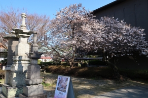 春の訪れを告げる桜🌸総本山善通寺「涅槃桜(ねはんざくら)」が咲き始めました