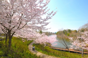 【春の花絶景】3/14〜まんのう公園「春らんまんフェスタ」開催!桜・スイセン・チューリップ・ネモフィラのフラワーリレー♪