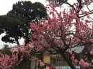 梅の花そろそろ満開！