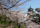 香川県桜の名所③「桃陵公園」 　