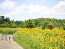 国営讃岐まんのう公園「サマーフェスタ」