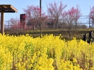 早春の花々を満喫しよう！「国営讃岐まんのう公園　早春フェスタ」