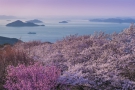 紫雲出山の桜情報！必見！